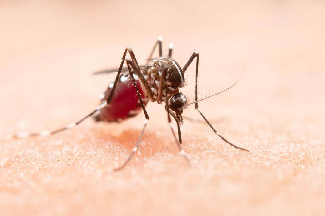 Read more about the article Dengue Package