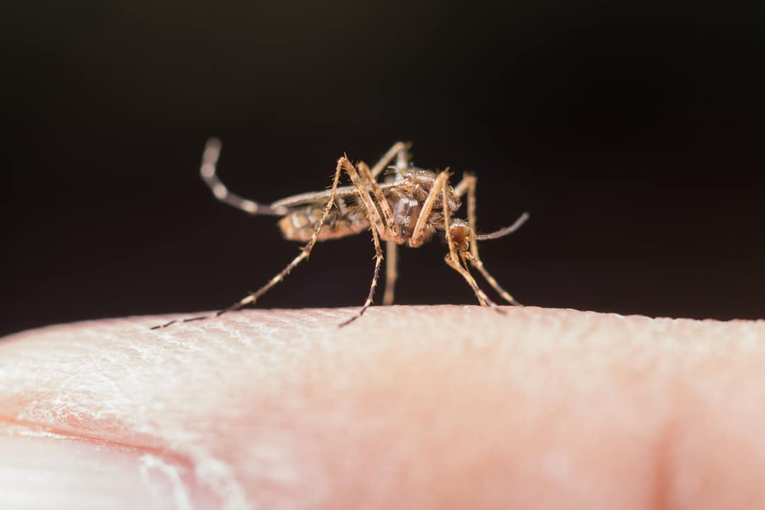 Read more about the article Malarial Smear